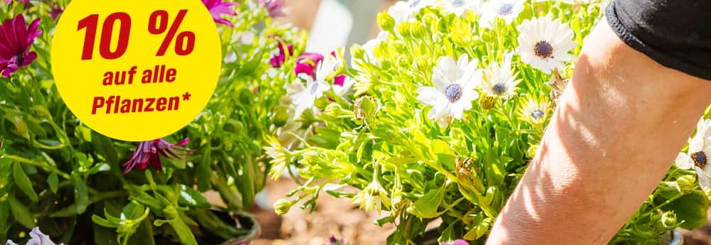 Person pflanzt Blumen ein